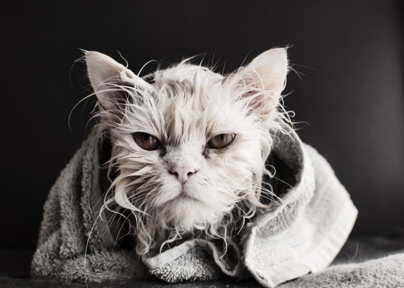 Мокрая кошка