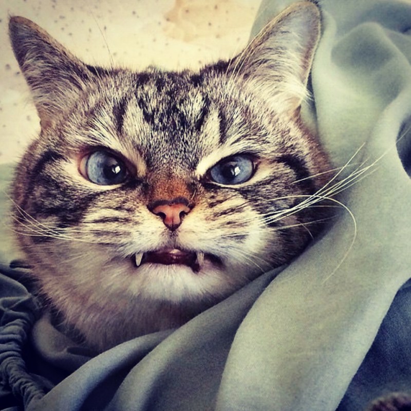 Вредная кошка