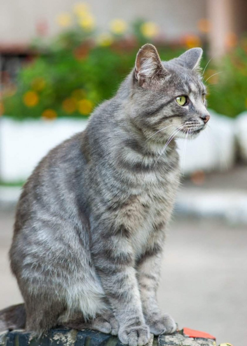 Сибирская короткошерстная кошка серая