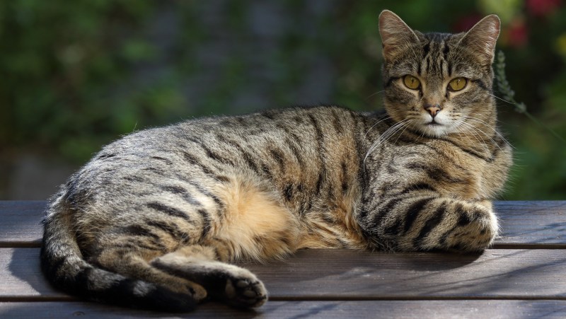 Мэнкс кошка