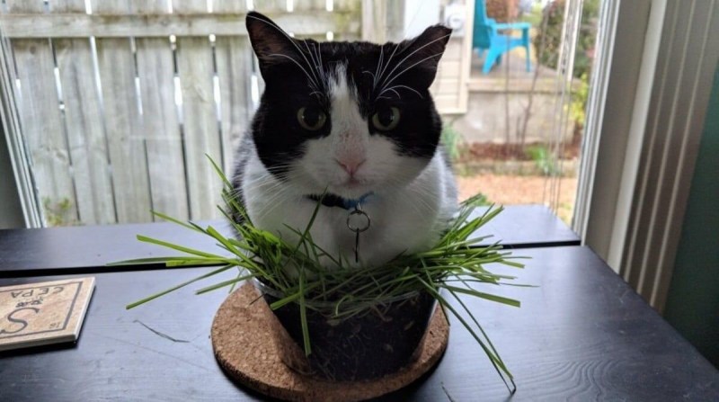 Кот в цветочном горшке