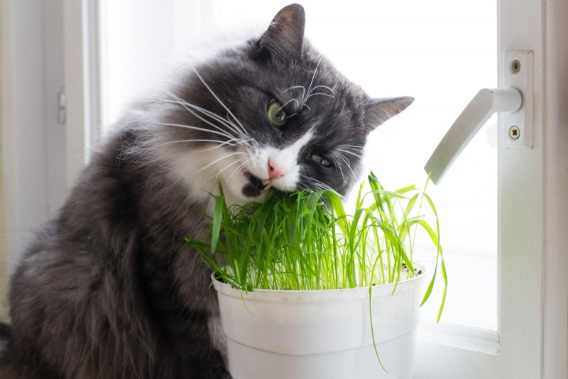 Кошка ест цветы