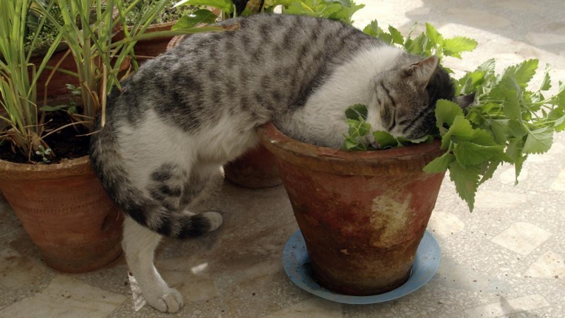 Котовник и кошки