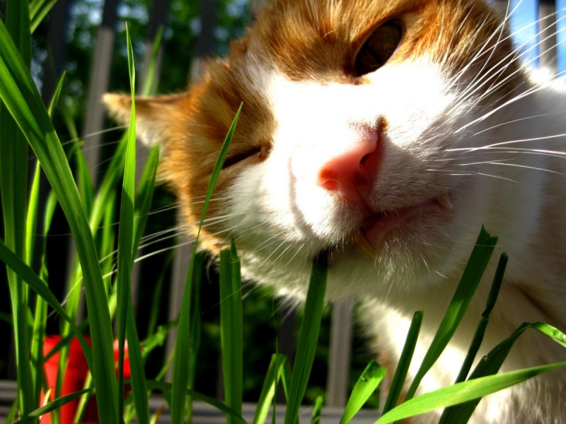 Коты едят растения