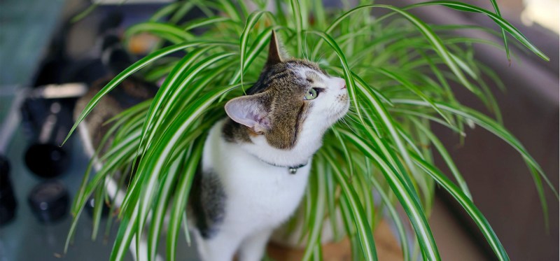 Коты и комнатные цветы