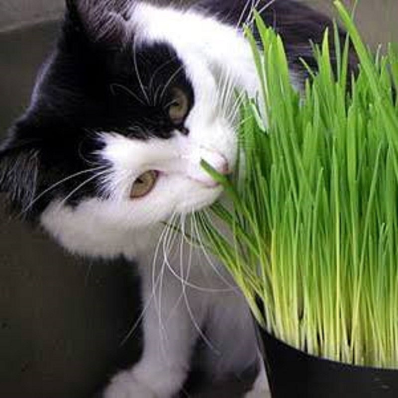 Овес для котов