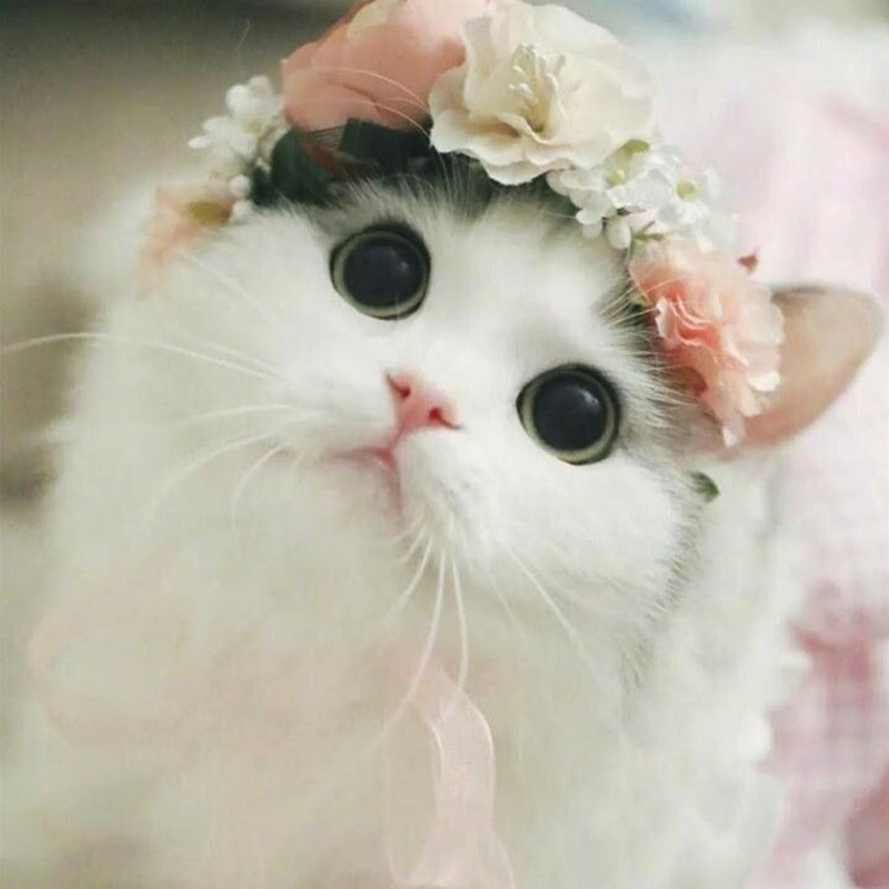 Няшная кошечка