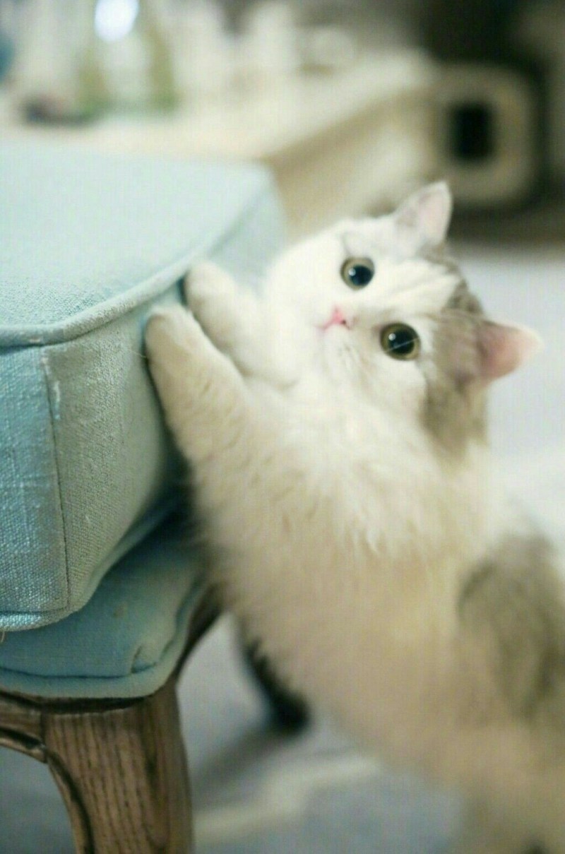 Няшные котята