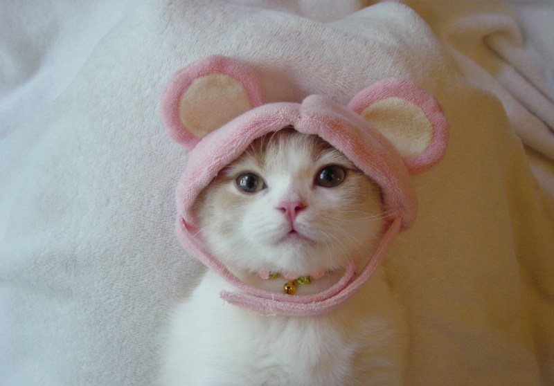 Няшка котик