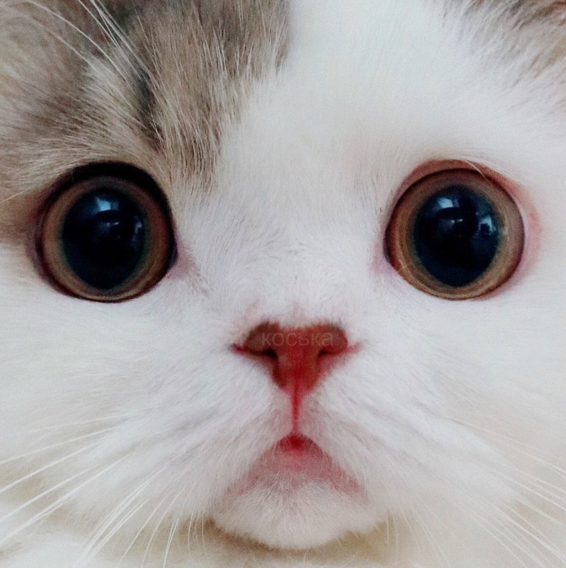 Котик с большими глазами