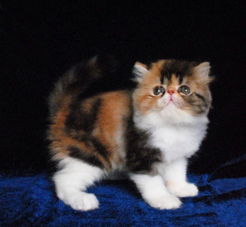 Кошка экзот трехцветная