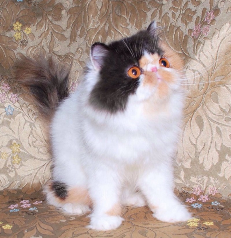 Кошка экзот трехцветная