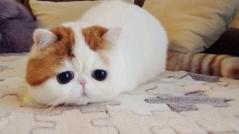 Персидская кошка окрас Калико