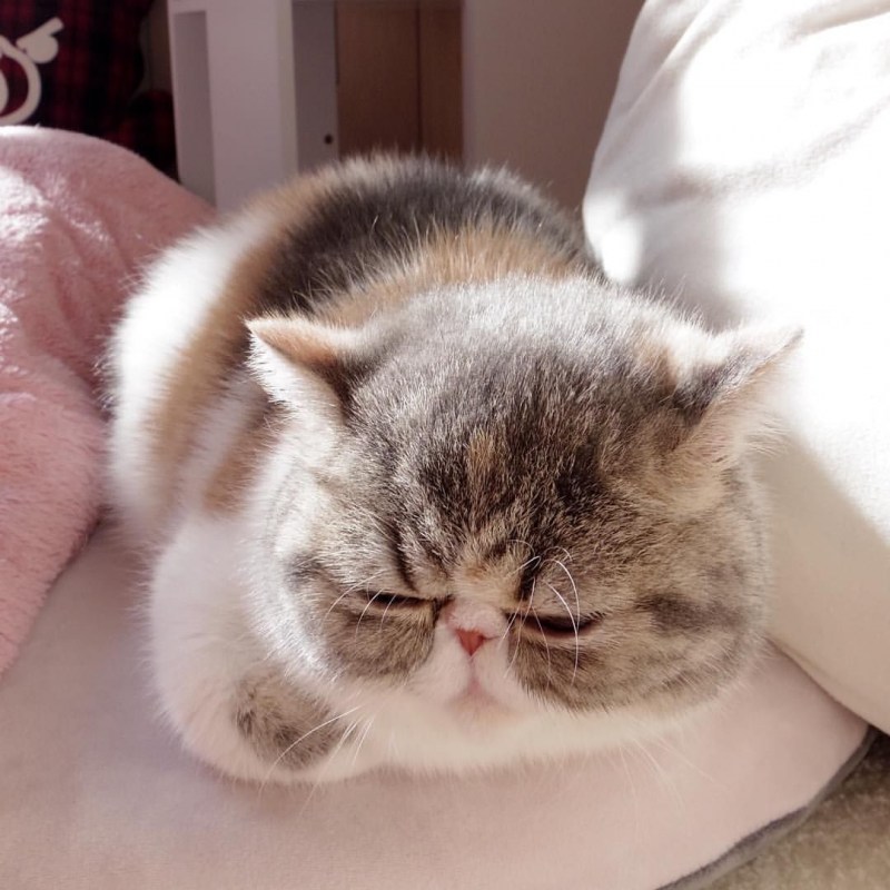 Экзот кошка