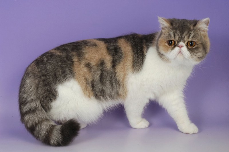 Экзотическая короткошерстная (exotic Shorthair) кошка.