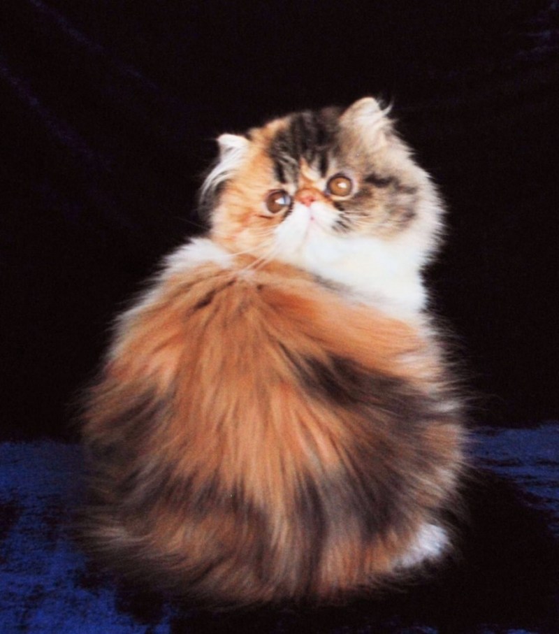 Кот экзот короткошерстный красный
