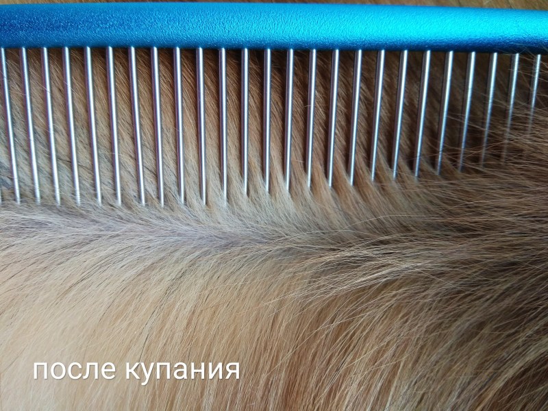 Перхоть у Мейн куна на спине