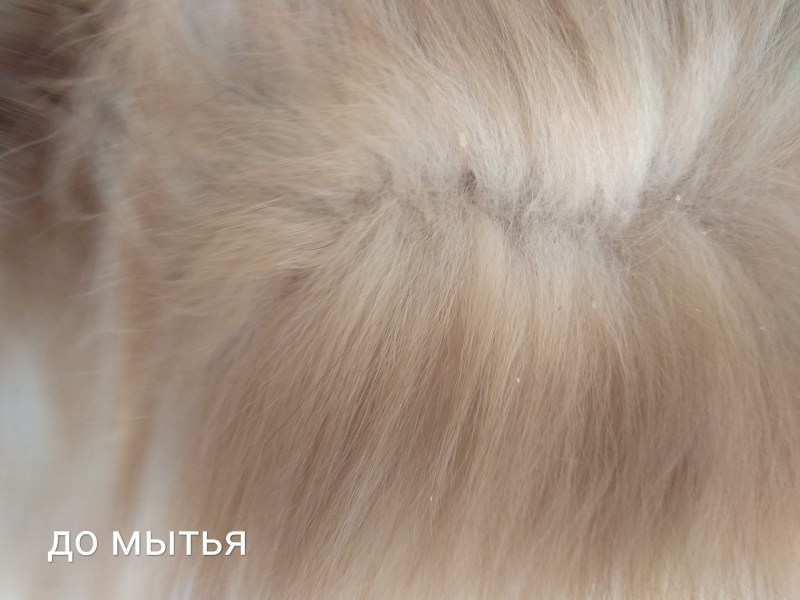 Кошачья черная перхоть