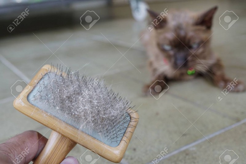 Перхоть у кошки витамины