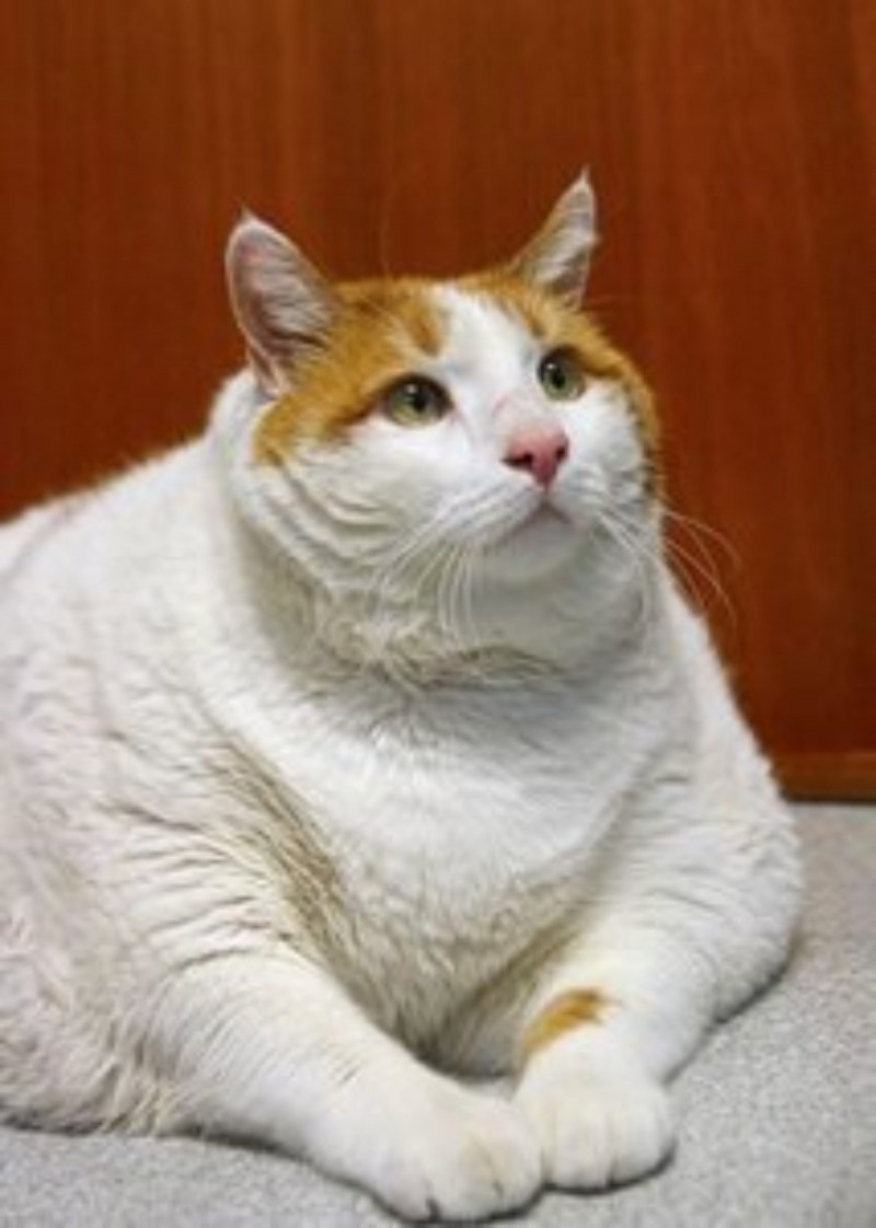 Рыже белый кот толстый