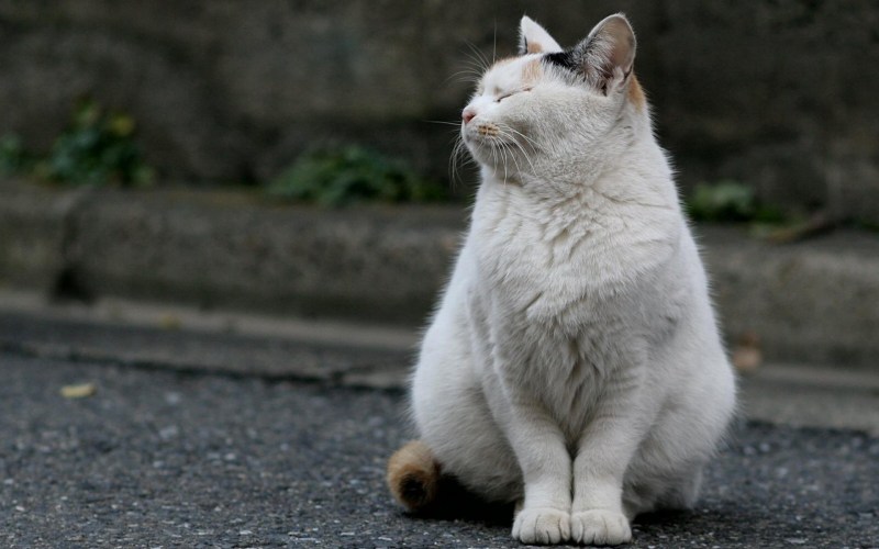 Обиженный котик