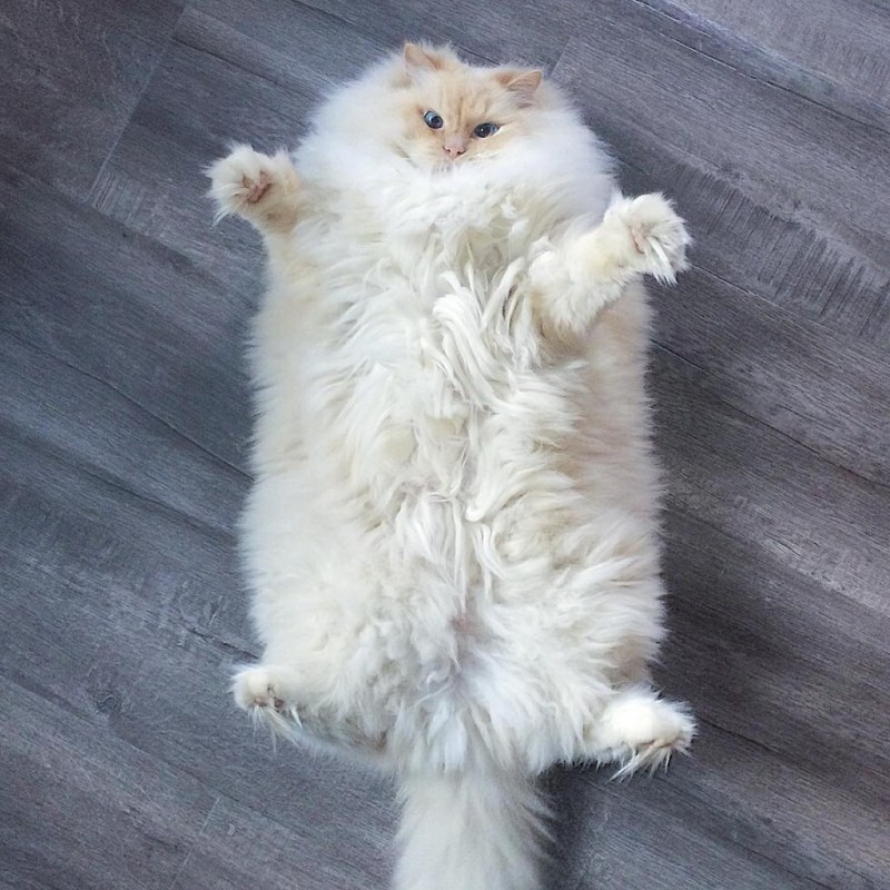 Пушистый кот