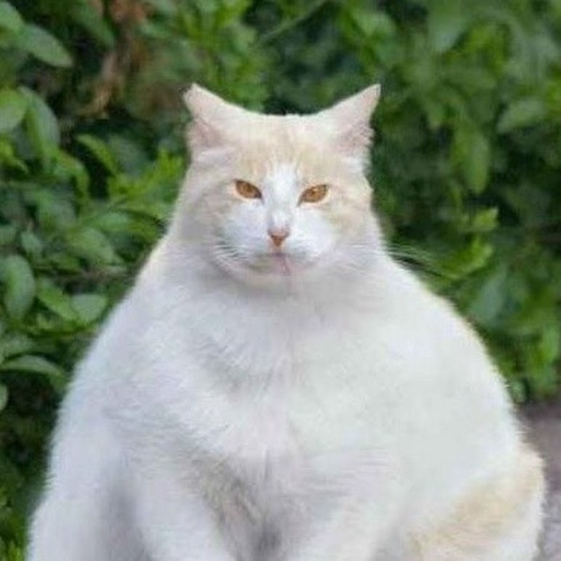 Толстые белые кошки