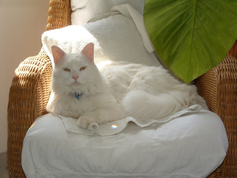 Белая кошка лежит