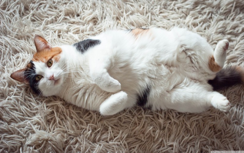 Кошка лежит