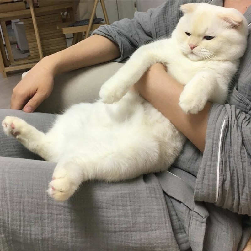 Толстые белые коты