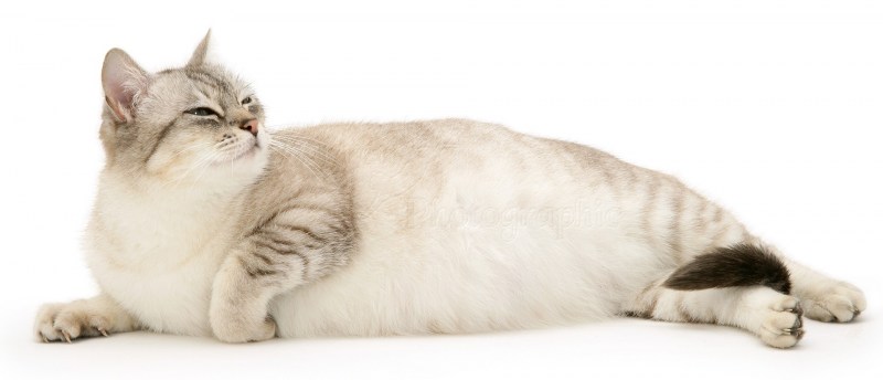 Беременная кошка