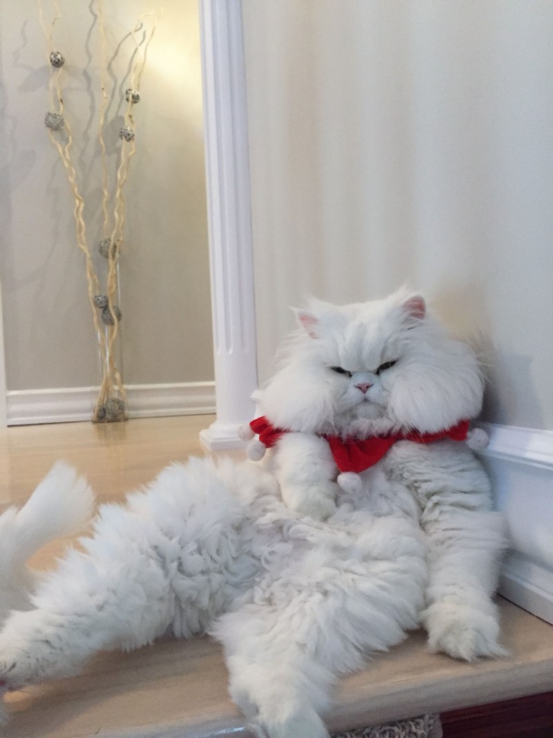 Толстый белый кот