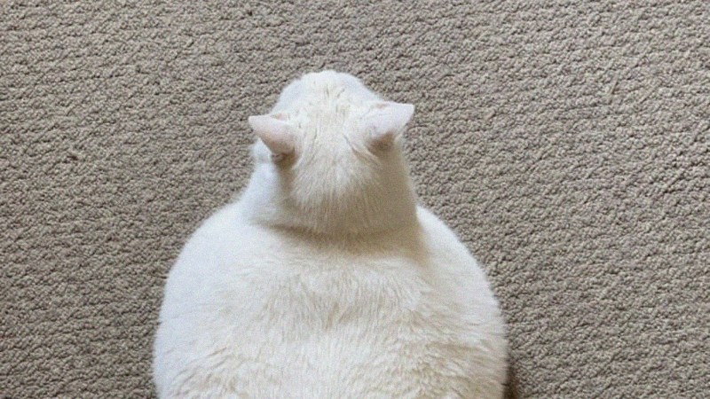 Кингса кот