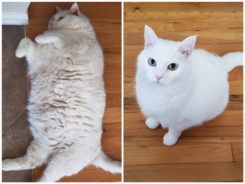 Котик худеет