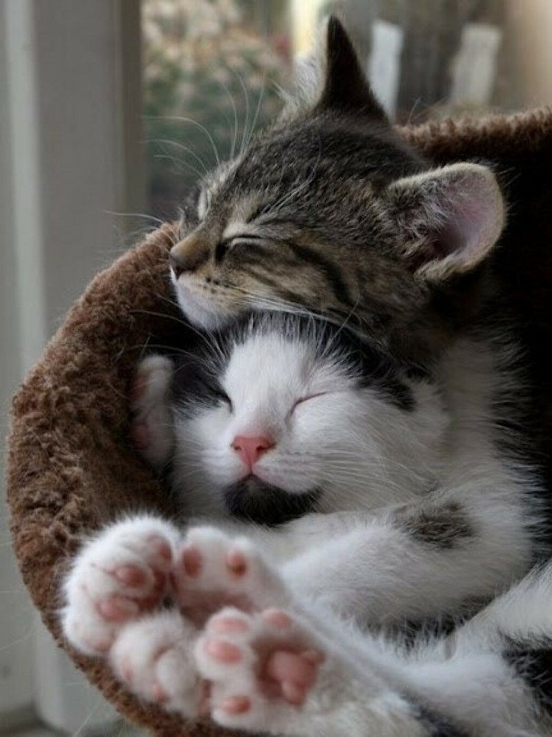 Коты обнимаются