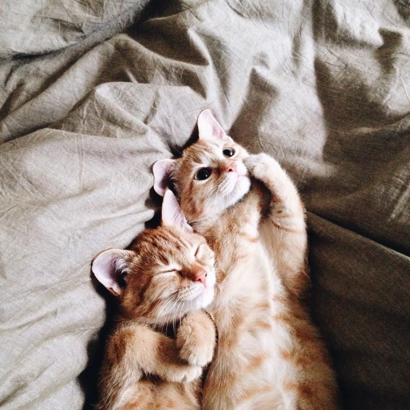 Кошки обнимашки