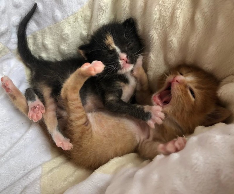 Котики обнимаются