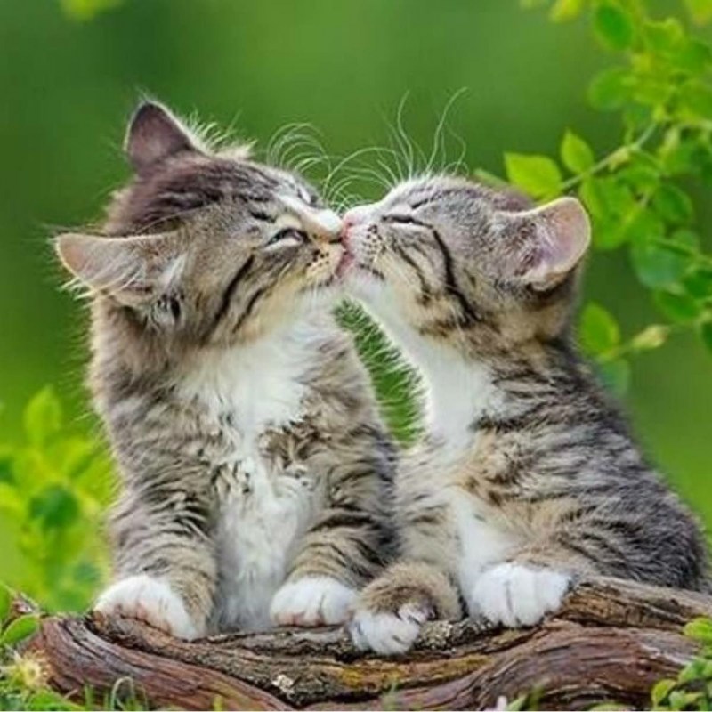 Котята любовь