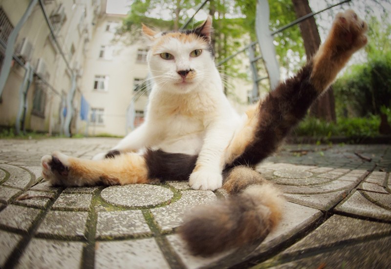 Кот с поднятой лапой