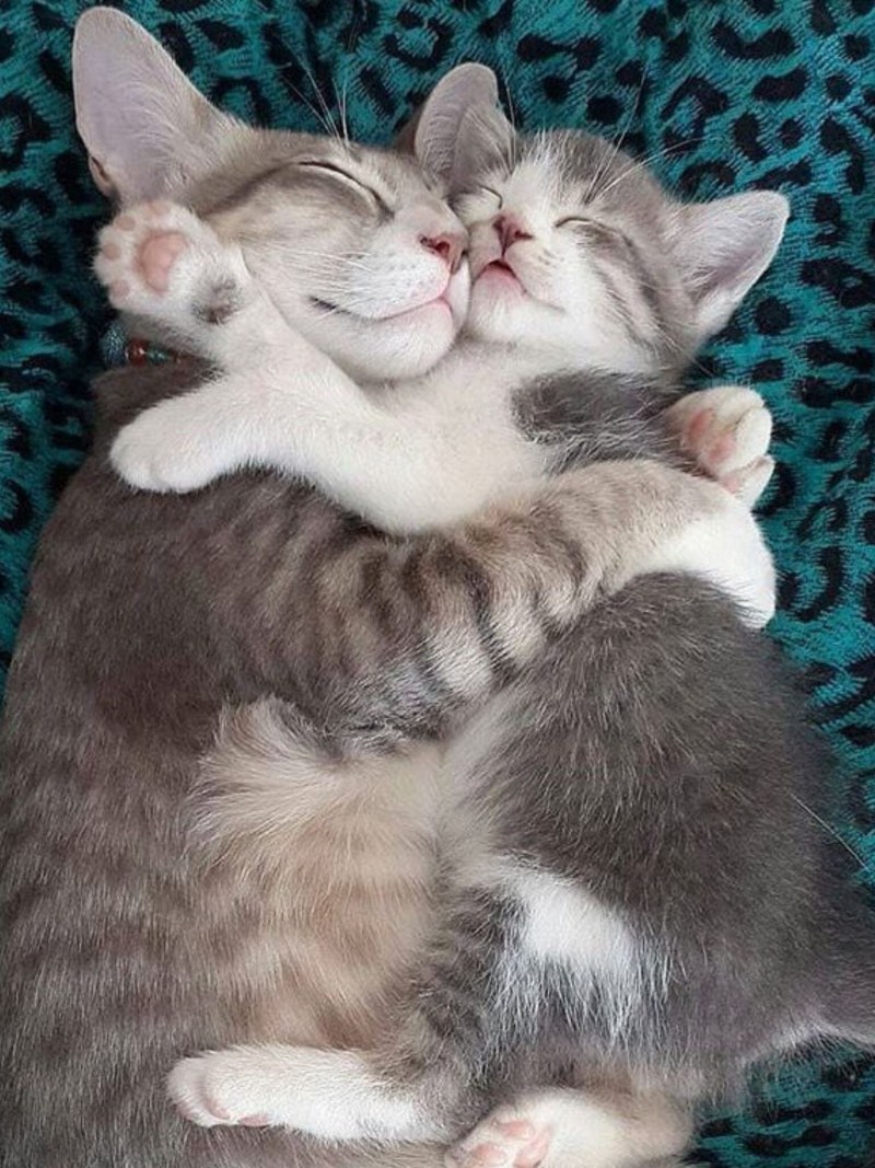 Обнимашки котят