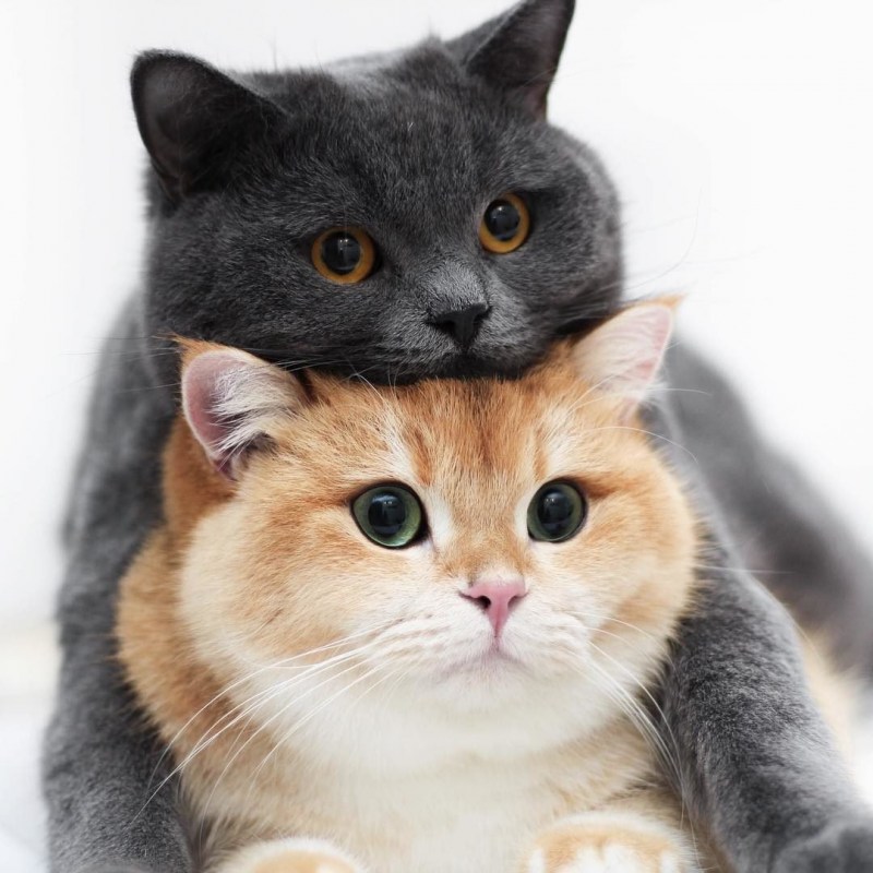 Любовная кошка