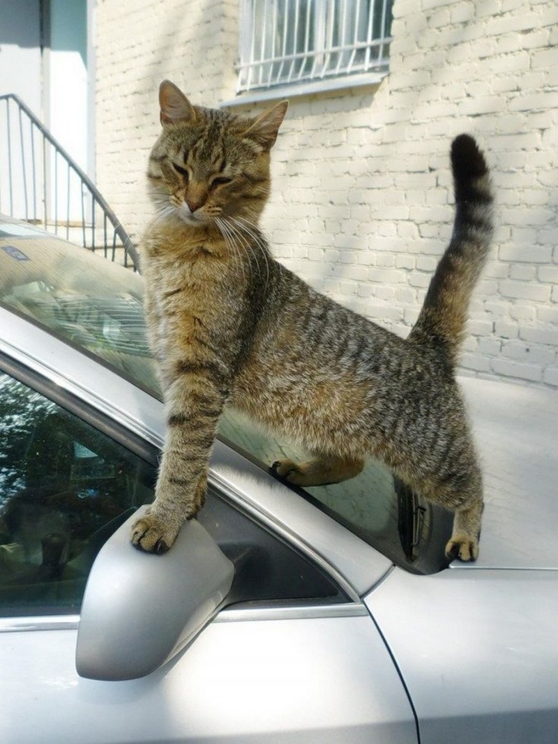 Кошка в машине