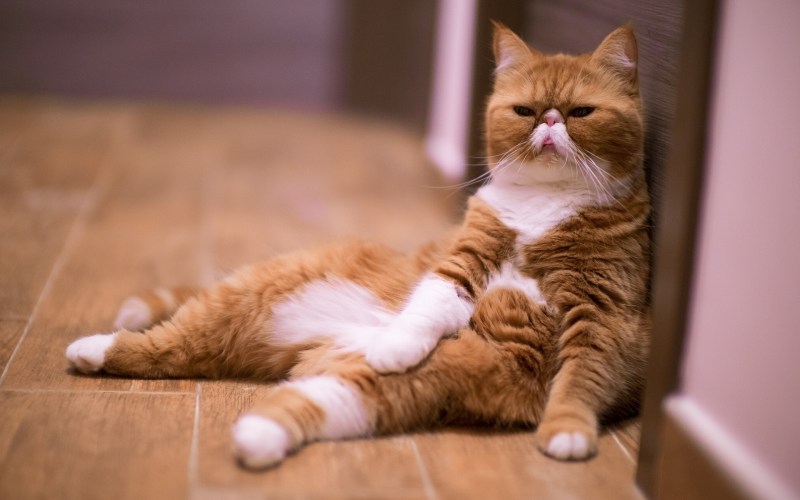 Смешные котики