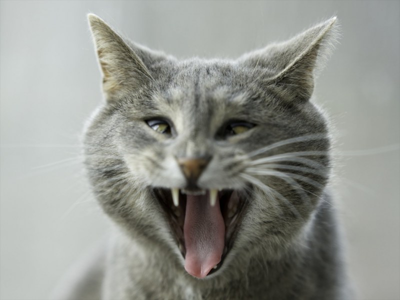 Ржачные коты