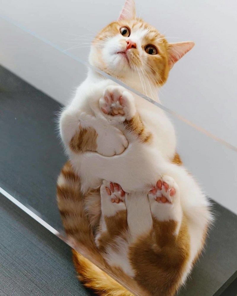 Кошка снизу
