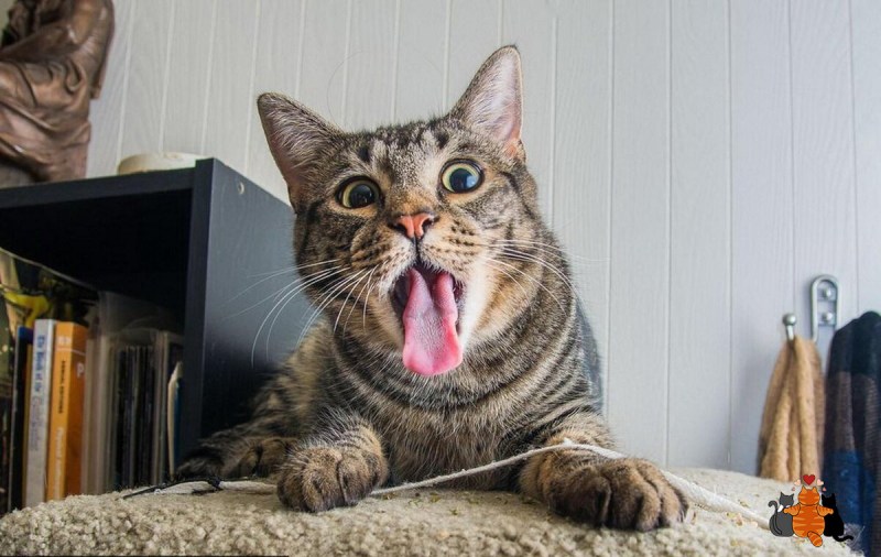 Смешные котики