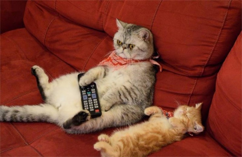 Позитивные коты