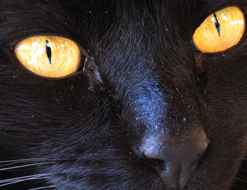 Кошачий глаз