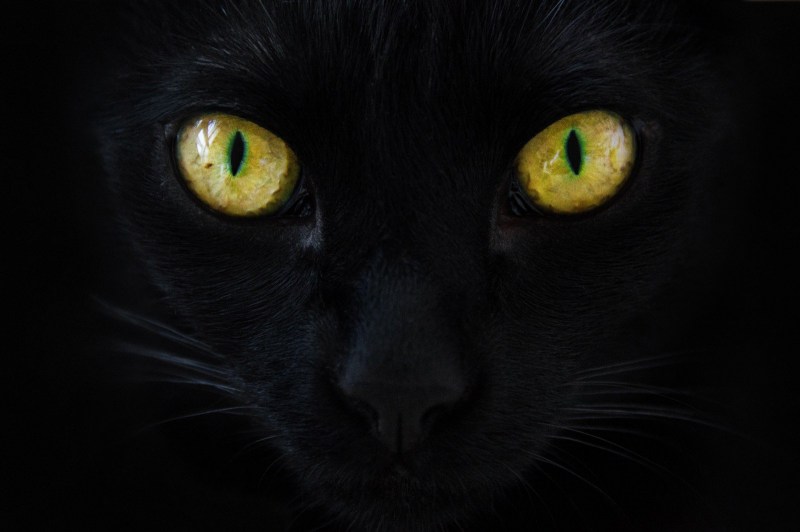 Черная кошка с желтыми глазами