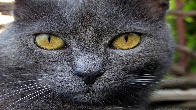 Кошка серая